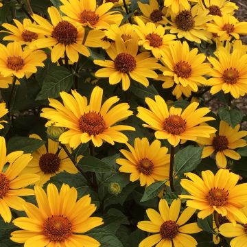 Heliopsis helianthoides var. scabra Punto Rosso - Sonnenauge