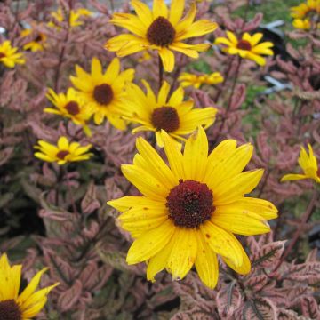 Heliopsis Summer Pink - Héliopsis faux hélianthe