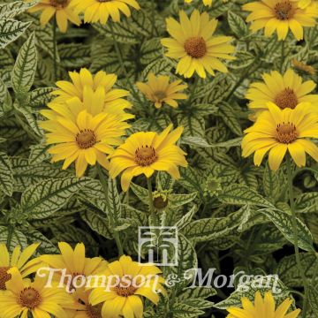 Heliopsis helianthoides Scabra Sunburst (Samen) - Sonnenauge