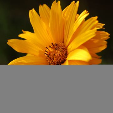 Heliopsis helianthoides var. scabra Summer Sun - Sonnenauge