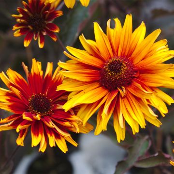 Heliopsis helianthoides var. scabra Funky Spinner - Sonnenauge