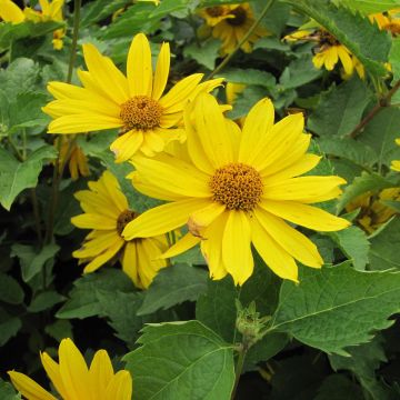 Heliopsis helianthoides Mars - Sonnenauge