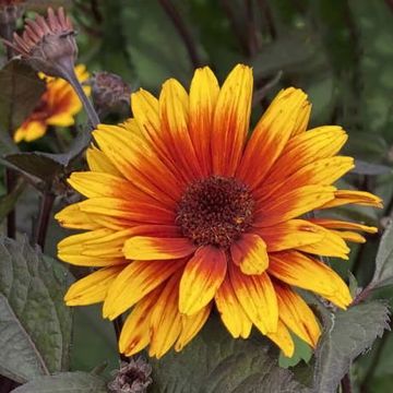 Heliopsis helianthoides Sparkling Contrast - Sonnenauge