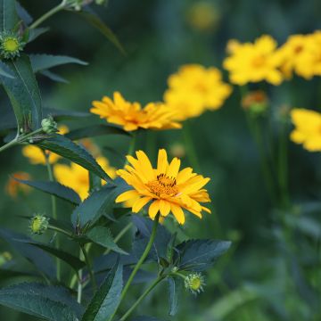 Heliopsis helianthoides Tuscan Sun - Sonnenauge