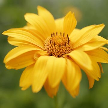 Heliopsis helianthoides var. scabra Venus - Sonnenauge