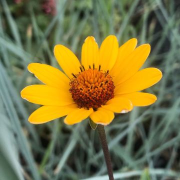 Heliopsis helianthoïdes var. scabra Summer Nights - Sonnenauge