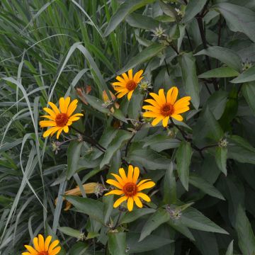 Heliopsis helianthoïdes var. scabra Summer Nights - Sonnenauge