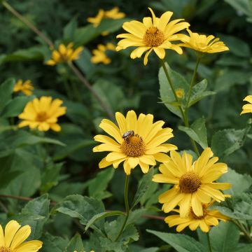 Heliopsis helianthoïdes var. scabra - Sonnenauge