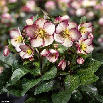 Helleborus orientalis HGC Ice N' Roses Marbled Macy Marble