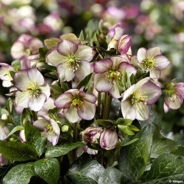 Helleborus orientalis HGC Ice N' Roses Marbled Maddy Marble