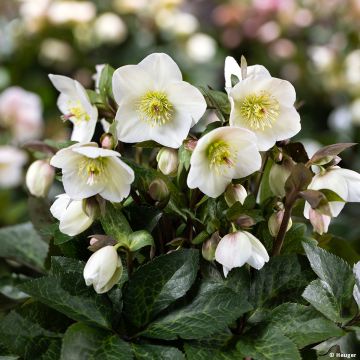 Helleborus orientalis HGC Ice N' Roses Marbled Mia Marble