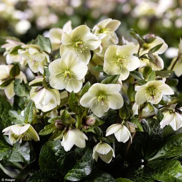 Helleborus orientalis HGC Ice N' Roses Marbled Milla Marble