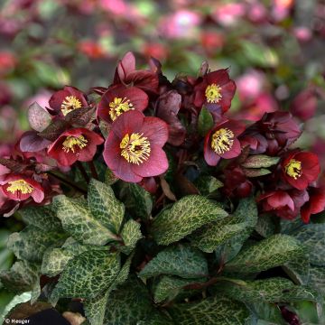 Helleborus orientalis HGC Ice N' Roses Marbled Mona Marble