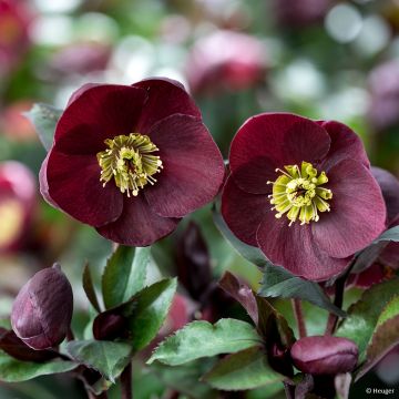 Helleborus orientalis Barolo