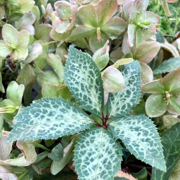 Helleborus orientalis Magic Leaves