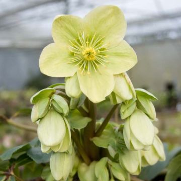 Helleborus nigercors Snow Love