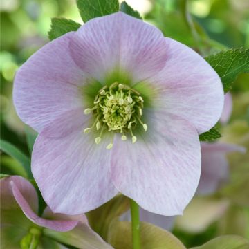 Helleborus orientalis ViV Alessandra