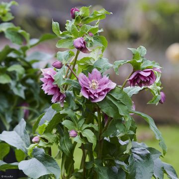 Helleborus orientalis ViV Ariana