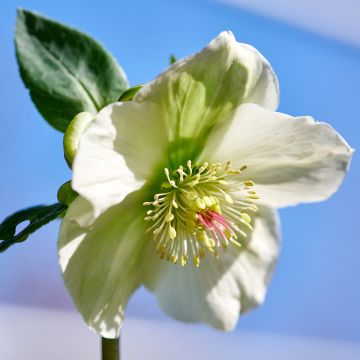 Helleborus orientalis ViV Bianca