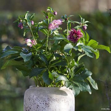 Helleborus orientalis ViV Catharina