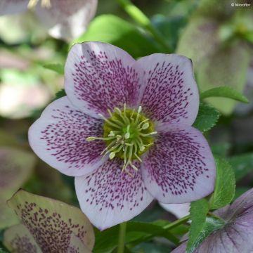 Helleborus orientalis ViV Celestina