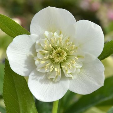 Helleborus orientalis ViV Cinzia