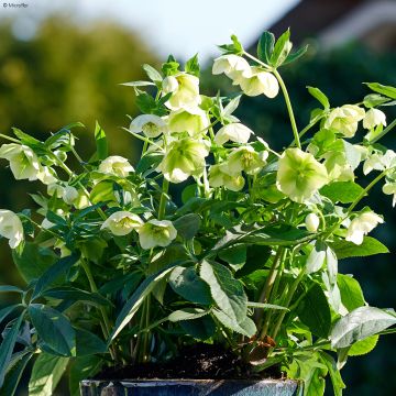 Helleborus orientalis ViV Clarissa