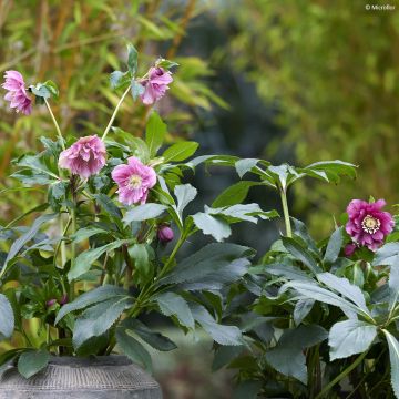 Helleborus orientalis ViV Elena