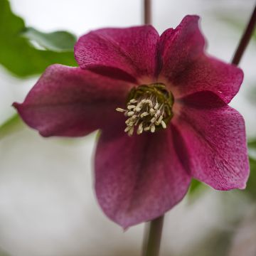 Helleborus orientalis ViV Eleonora