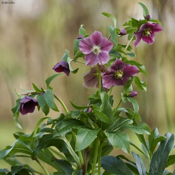 Helleborus orientalis ViV Elsa