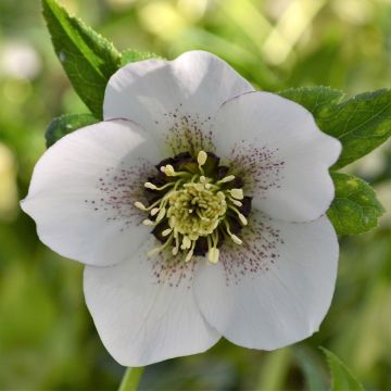 Helleborus orientalis ViV Giorgia