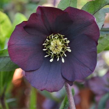 Helleborus orientalis ViV Halina