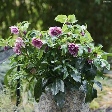 Helleborus orientalis ViV Laura