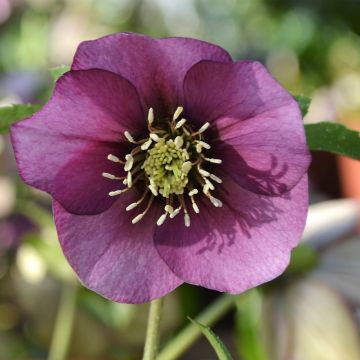 Helleborus orientalis ViV Liliana