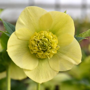 Helleborus orientalis ViV Lucrezia