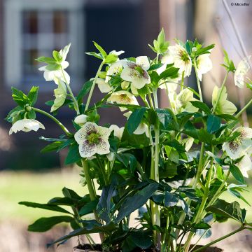 Helleborus orientalis ViV Maeva