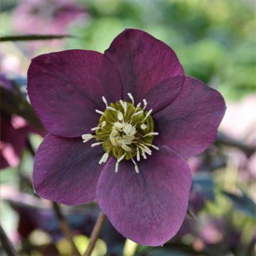 Helleborus orientalis ViV Milana