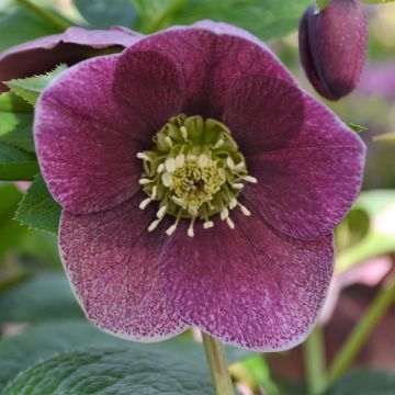 Helleborus orientalis ViV Patrizia