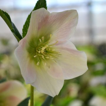 Helleborus orientalis ViV Rosa