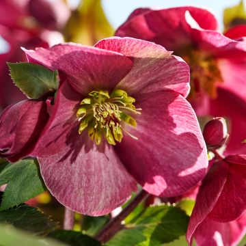 Helleborus orientalis ViV Scarletta