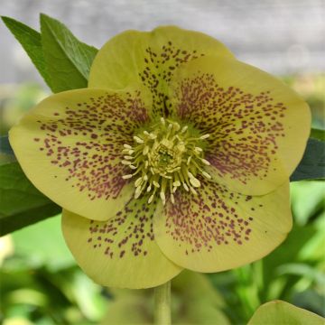 Helleborus orientalis ViV Serafina