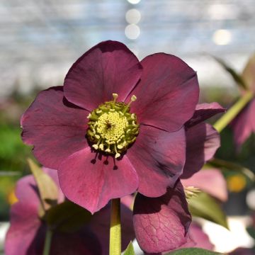 Helleborus orientalis ViV Teodora