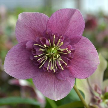 Helleborus orientalis ViV Teresa