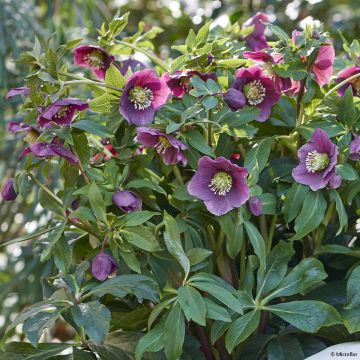 Helleborus orientalis ViV Valentina