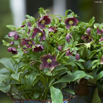 Helleborus orientalis ViV Victoria