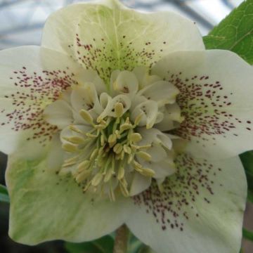 Hellébore orientale Anémone Blanc guttatus