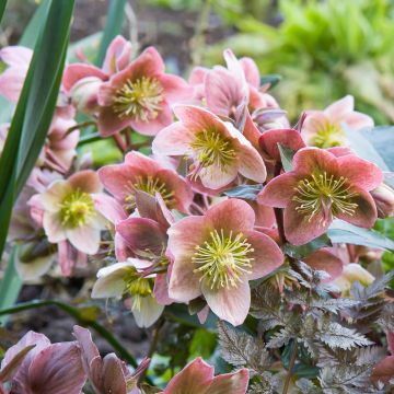 Helleborus ballardiae Maestro - Nieswurz