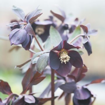 Helleborus orientalis Black Chocolate