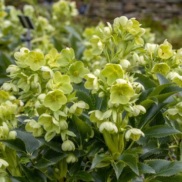 Helleborus argutifolius - Korsische Nieswurz