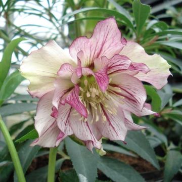 Helleborus orientalis Double Picotee